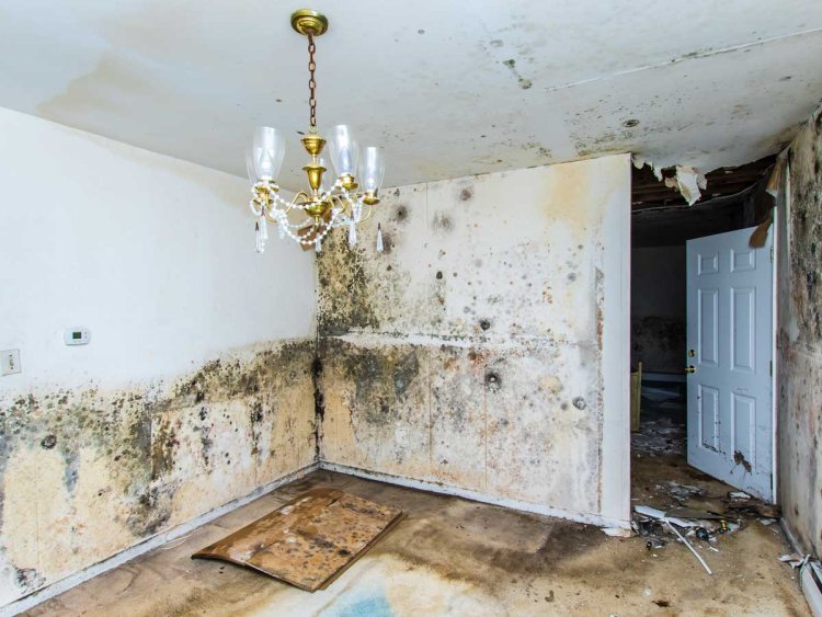 Ensure Long-Term Protection with Mold Cleanup Services